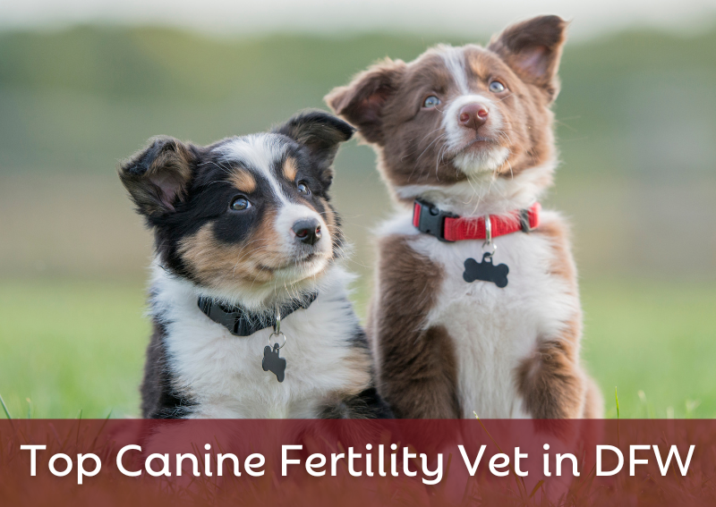 Carousel Slide 6: We are a Zoetis freeze center and take pride in providing quality education on the matter!